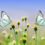 butterfly-1127666_1920