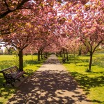 park-737228_1920