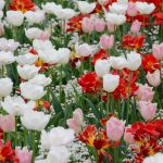 tulip-landscape-1405386_1920