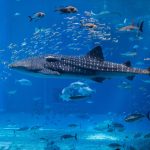 whale-1417883_1920